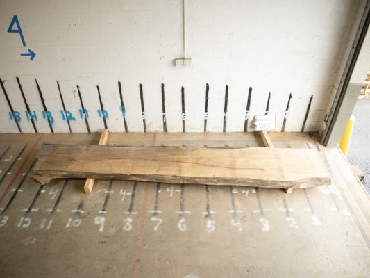10/4 Ambrosia Maple <br> 23" x 148" x 2.5" <br> D10081