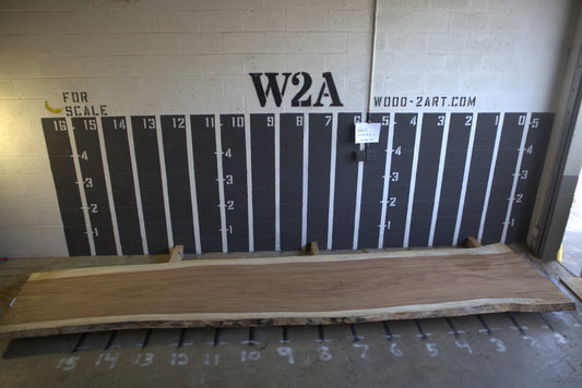 8/4 Parota <br> 202" x 40" x 2" <br> I00237